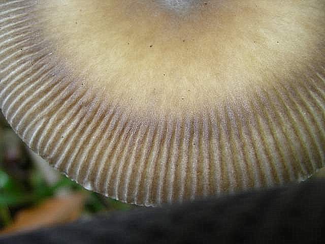 Amanita  battarrae  (Boud.)  Bon